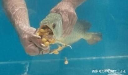 观赏金龙鱼能吃吗怎么喂食 龙鱼百科