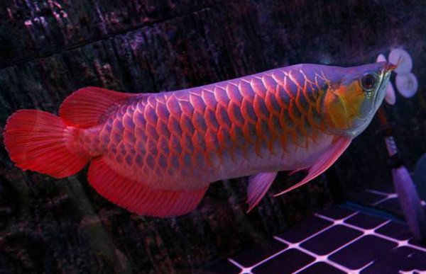 红龙鱼种类排名前十 龙鱼百科