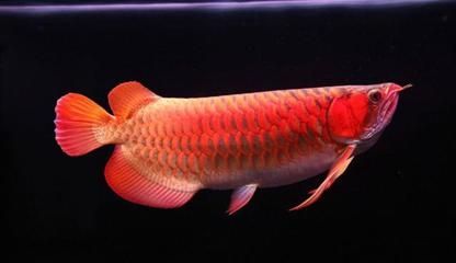红龙鱼特征 龙鱼百科