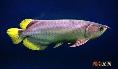 金龙鱼的寿命最长能活多少年 龙鱼百科