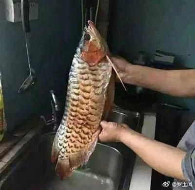 红龙鱼吃饲料能不能红烧 龙鱼百科