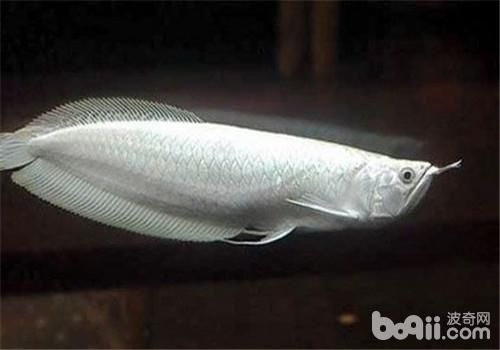 观赏的银龙鱼怎么做好吃 龙鱼百科