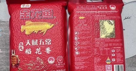 金龙鱼30厘米价格多少钱一条 龙鱼百科