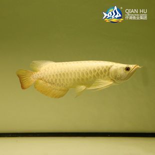 观赏鱼金龙鱼品牌 龙鱼百科