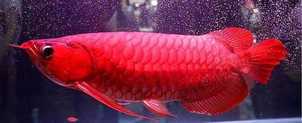 红金龙鱼的饲养方法和吃法 龙鱼百科
