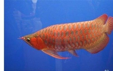 红龙鱼能活几年 龙鱼百科