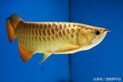 黄色金龙鱼多少钱一条 龙鱼百科