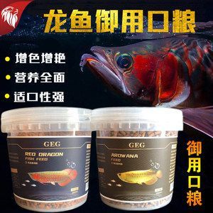 红龙鱼多长时间喂一次鱼食 龙鱼百科
