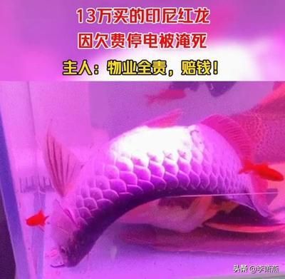 红龙鱼对水温的要求 龙鱼百科