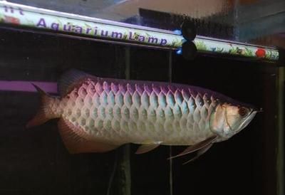40公分的金龙鱼多长时间喂一次 龙鱼百科