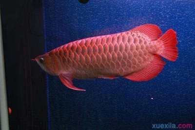 红龙鱼怎么养会更红