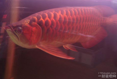 红龙鱼饲养方法和技巧 龙鱼百科