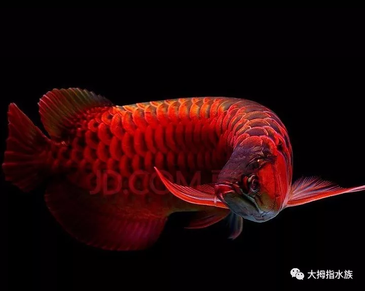 红龙鱼高清图