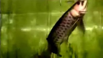 国内首例龙鱼繁殖