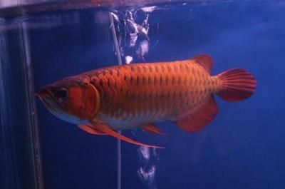 红龙鱼饲养技巧和方法图解大全 龙鱼百科