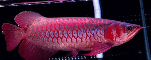 红龙鱼什么时候颜色才会变红 龙鱼百科