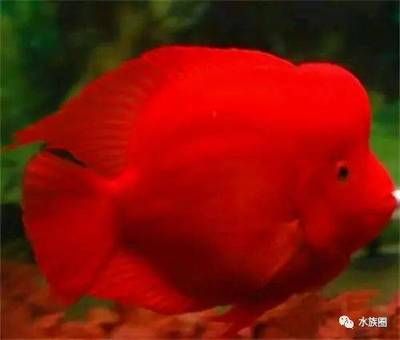 红龙鱼颜色浅了是什么原因造成的怎么办