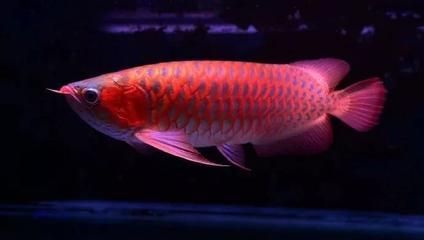 红龙鱼上色灯光使用方法图解 龙鱼百科