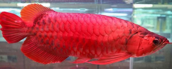 红龙鱼30公分有几个月 龙鱼百科