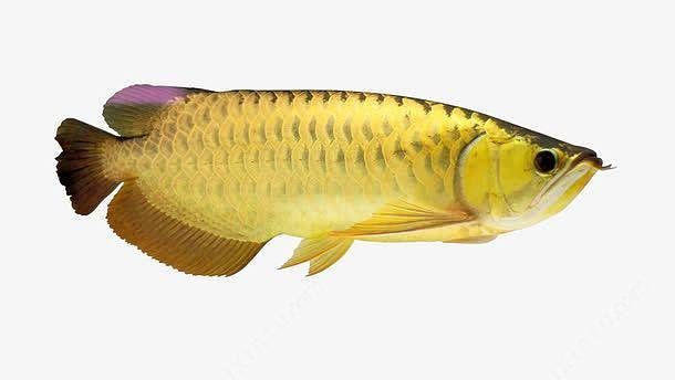 黄色的龙鱼叫什么 龙鱼百科