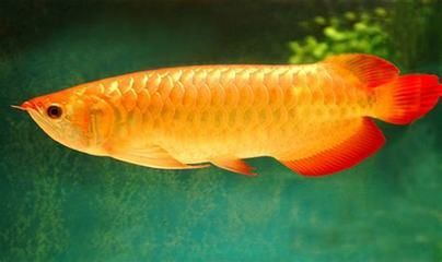 金龙鱼最长能长多长