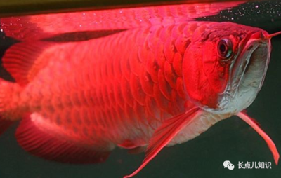 红龙鱼品种排行榜前十名 龙鱼百科