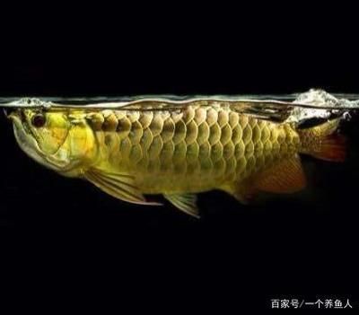 金龙鱼60厘米 龙鱼百科