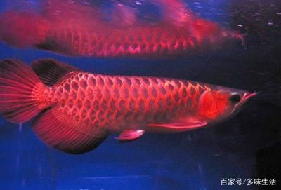红龙是淡水鱼吗