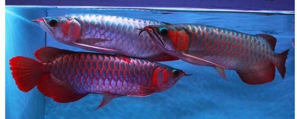 红龙鱼体型 龙鱼百科