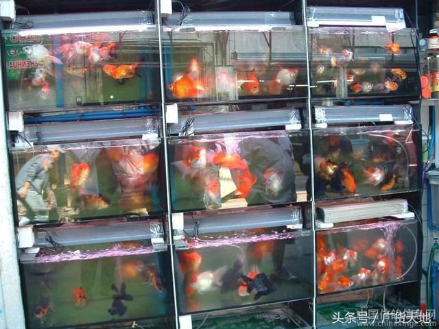 吐鲁番观赏鱼批发市场