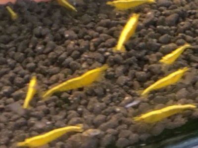 吐鲁番观赏鱼批发市场 全国观赏鱼市场 第2张