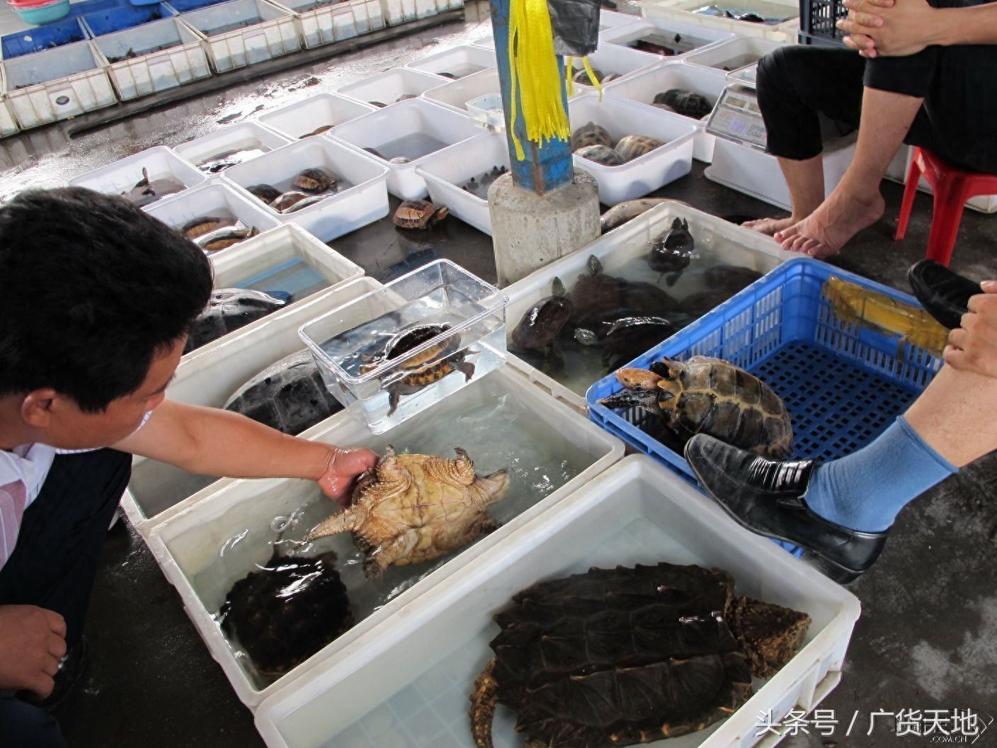 海北藏族自治州观赏鱼批发市场