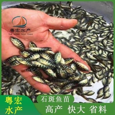 荆州观赏鱼批发市场