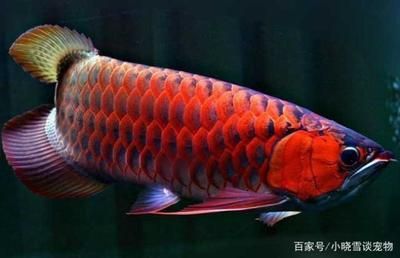 红龙鱼最喜欢吃什么 龙鱼百科 第1张