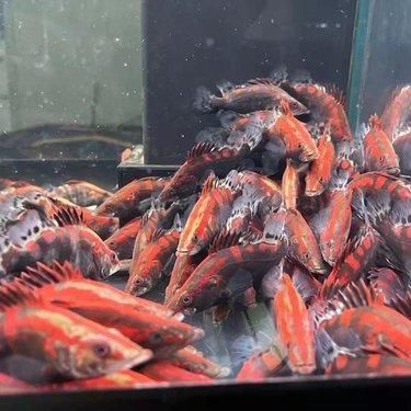 日喀则观赏鱼批发市场