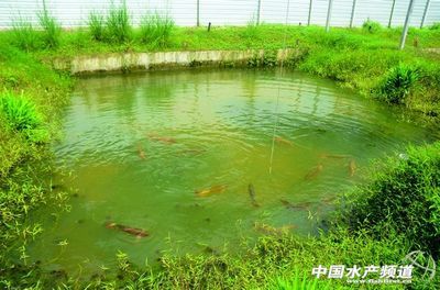 中国最大龙鱼养殖场地