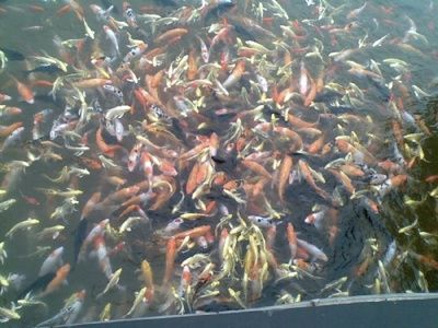 牡丹江观赏鱼批发市场