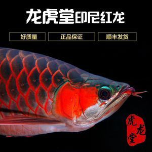 红金龙鱼能不能吃