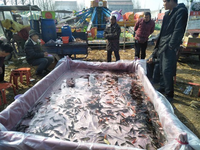 甘孜藏族自治州观赏鱼批发市场