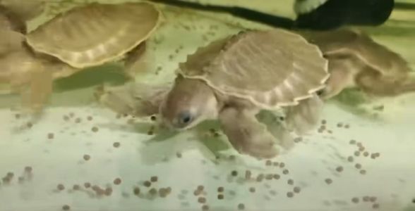 猪鼻龟：独特造型的水中珍宝 混养鱼（配鱼）