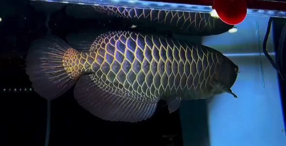 原生40公分古典过背金龙鱼：水族箱的璀璨明珠 金龙鱼