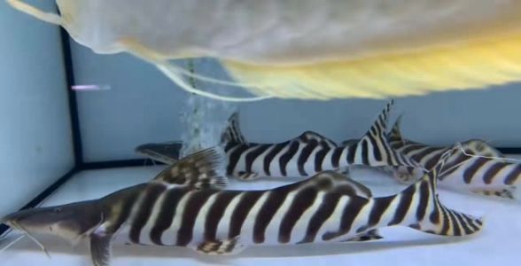 斑马鸭嘴鱼：神秘斑马纹的水中精灵 混养鱼（配鱼）