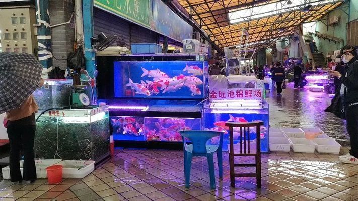 黔东南苗族侗族自治州观赏鱼批发市场 全国观赏鱼市场 第3张