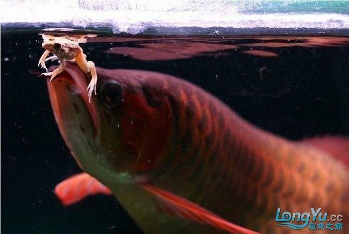 红龙鱼怎样喂食能养出好体型