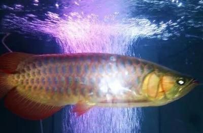 红龙鱼用什么颜色的灯光