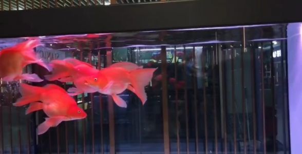 红蝴蝶鲤鱼：水族箱中的红色精灵，优雅与活力的完美结合