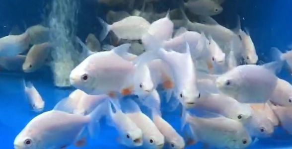 白子银版鱼：珍稀的观赏鱼之星，水族箱中的优雅精灵