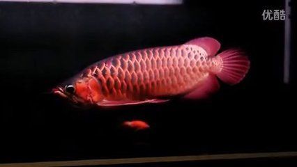 顶级红龙鱼