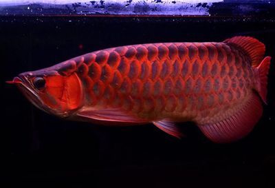血红龙鱼能活多少年