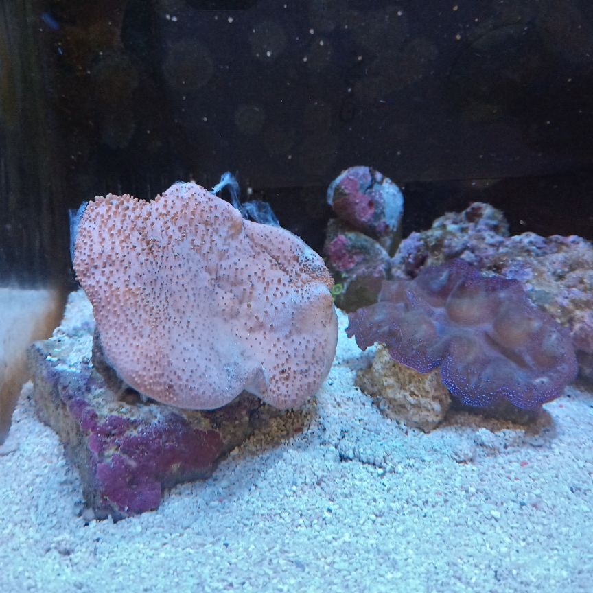 皮革珊瑚正常吗